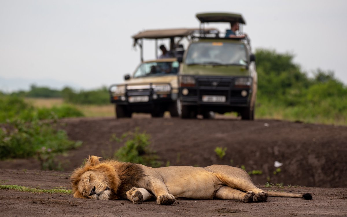 MbeeraTours's tweet photo. 📌 QUEEN ELIZABETH NATIONAL PARK.
              Game drive. https://t.co/D1J7lHpBvu