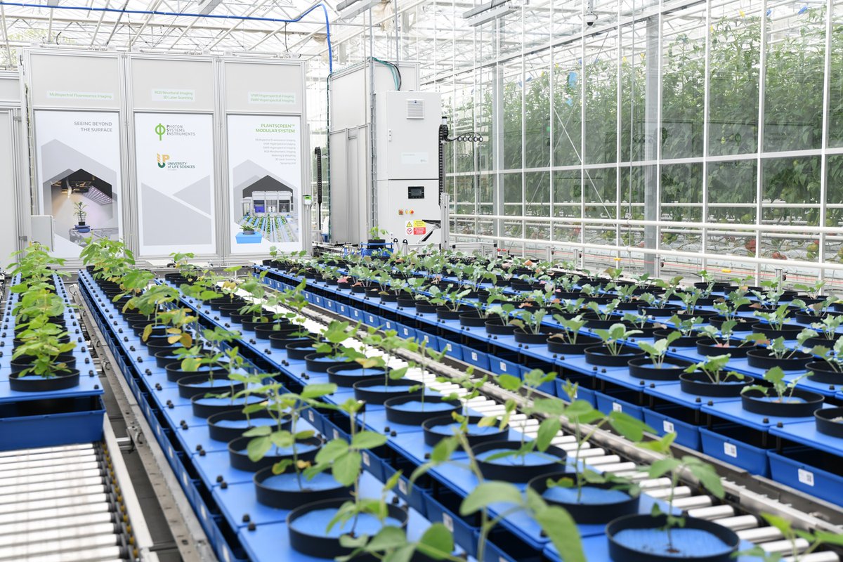Uniwersytet Przyrodniczy w Lublinie uruchomił pierwszą w Polsce zautomatyzowaną platformę do cyfrowego fenotypowania roślin w warunkach szklarniowych. Nowoczesna infrastruktura umożliwia wykonywanie bardzo dokładnych analiz stanu roślin w czasie rzeczywistym.