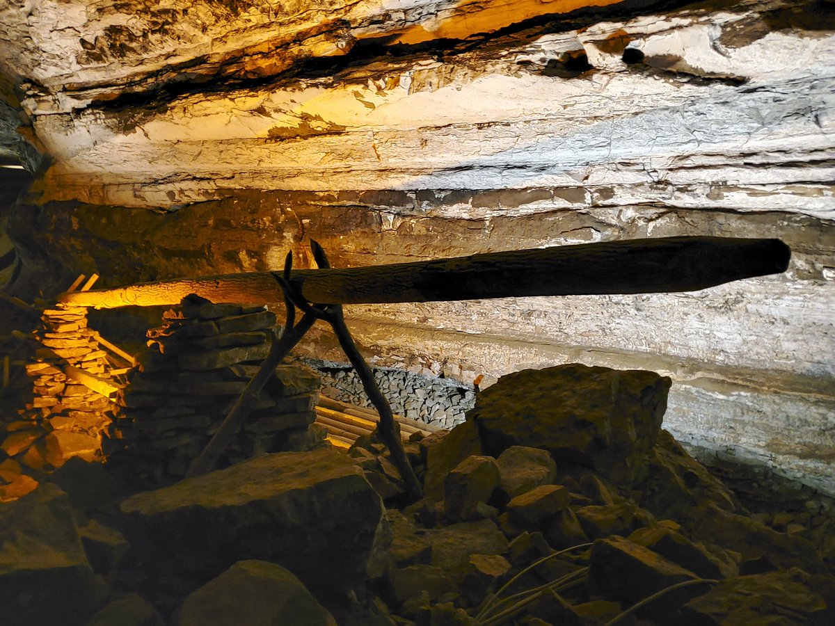 As you walk around the park you may see tulip poplar blooms on the ground. Tulip poplar trees are prevalent in this area and the logs from these trees were used as water pipes during the extraction of saltpeter from the cave during the War of 1812.