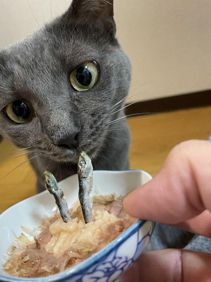 うちの猫さん本日2才の誕生日
のでバースデーケーキ風ご飯

おめでとう。
毎日幸せくれてありがとう。