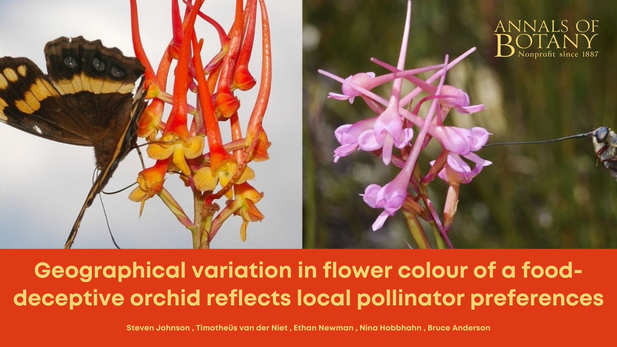 🎉 Great news! The paper ‘Geographical variation in flower colour of a food-deceptive orchid reflects local pollinator preferences’ in <a href="/annbot/">Annals of Botany</a> by Steven Johnson and co-authors is now #free for a limited time 🧵(1/8)

👉 doi.org/pkq5

#FloralEvolution #AoBpapers