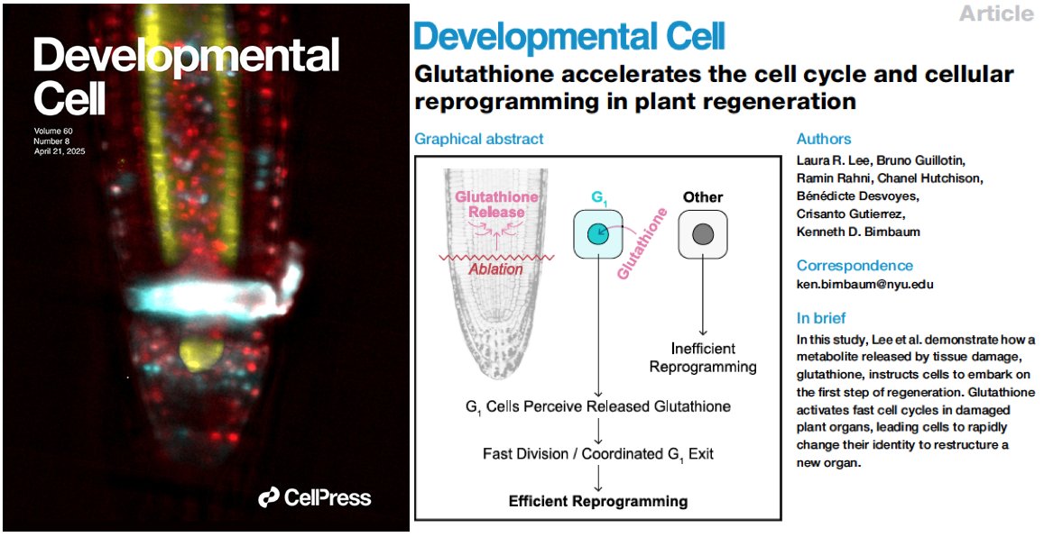 CG_ath's tweet image. Glutathione accelerates the #cellcycle & cell reprogramming in #plant #regeneration
Very pleased to participate in this joint effort with the Birnbaum lab @CBM_CSIC_UAM @CSIC @UAM_Madrid
cell.com/developmental-… @Dev_Cell