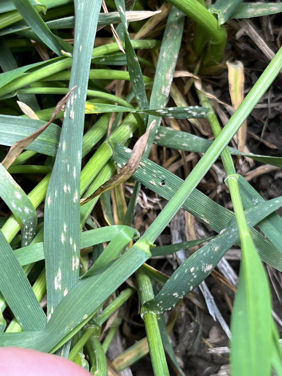 Leanne Freitag, CCA-ON (@leannefreitag) on Twitter photo Oh boy, powdery mildew is loving this cool humid weather. Time for #DelaroComplete. <a href="/Bayer4CropsCA/">Crop Science Canada</a> Oh boy, powdery mildew is loving this cool humid weather. Time for #DelaroComplete. <a href="/Bayer4CropsCA/">Crop Science Canada</a>