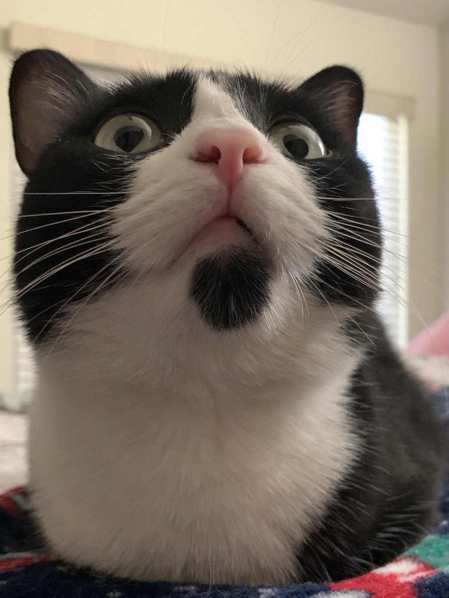 Follow Minnie and her 8 siblings on Instagram
instagram.com/9251.minnie?ig…