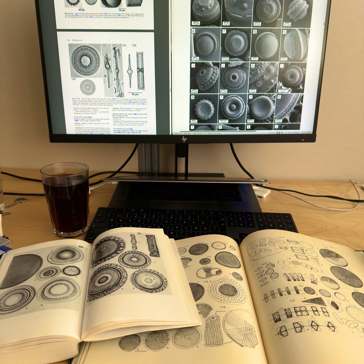 KarolinaBrylka's tweet image. Me: radial centrics are my favourite! So beautiful!
Also me: What is this sh*t? 

Identifying fossils is a real struggle!!!🫣

#diatoms #SEM #fossils