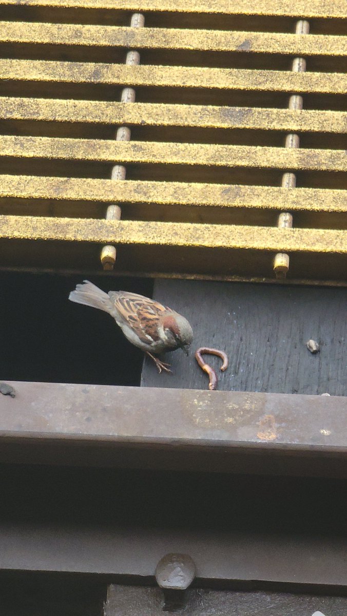 Spotted a literal early bird with the worm on the train tracks.
He didn't seem to digest the worm, but more use his beaks to mush it a bit, maybe making it more edible for his babies.