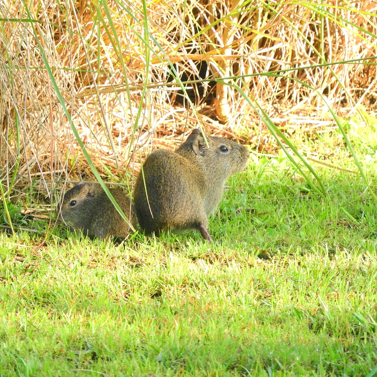 Apere’a del <a href="/parqueguasupy/">Salvemos el Parque Guasu</a> 

Si bien no es una especie amenazada, como otras especies en la misma situación, cada vez es menos abundante, sus mayores amenazas son la cacería y la pérdida de su hábitat.