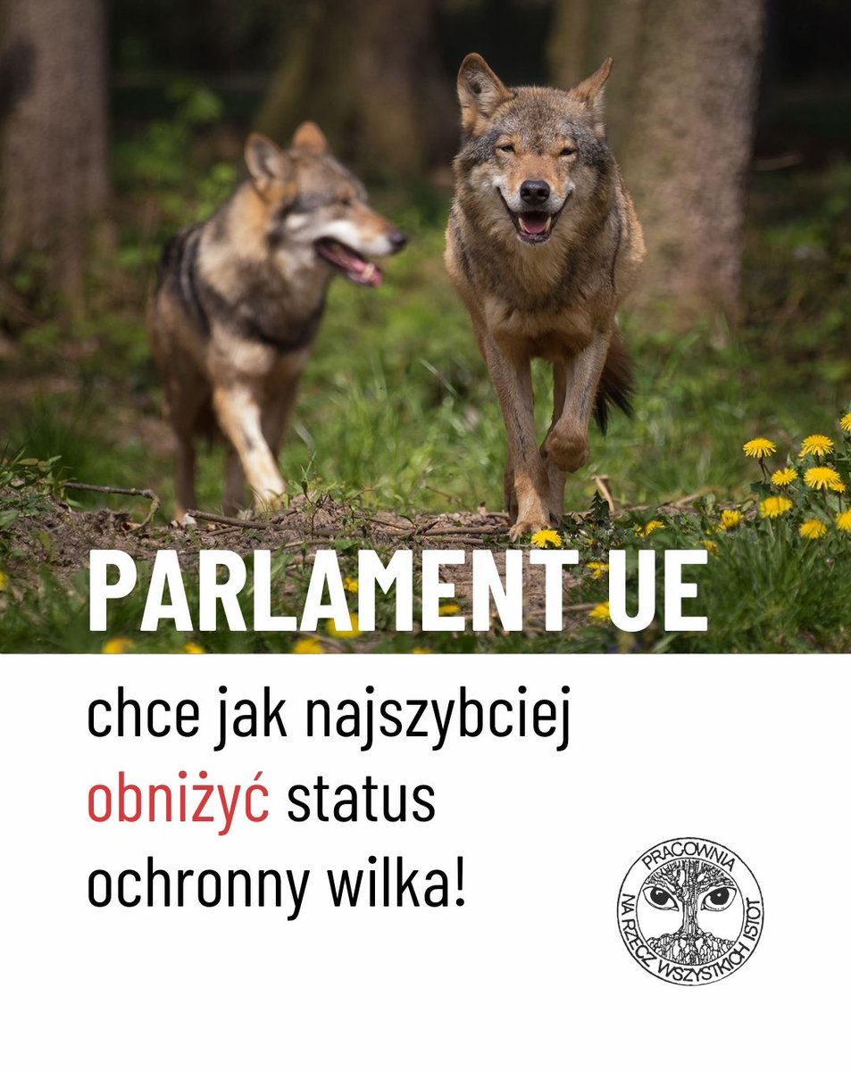 🐺🐺 Parlament Europejski zlekceważył apele europejskich organizacji i zagłosował dzisiaj za pilnym trybem procedowania sprawy zmniejszenia ochrony wilków w dyrektywie siedliskowej. 

📨 Pracownia wraz z innymi organizacjami z Europy wysyłała w ostatnich dniach listy do
