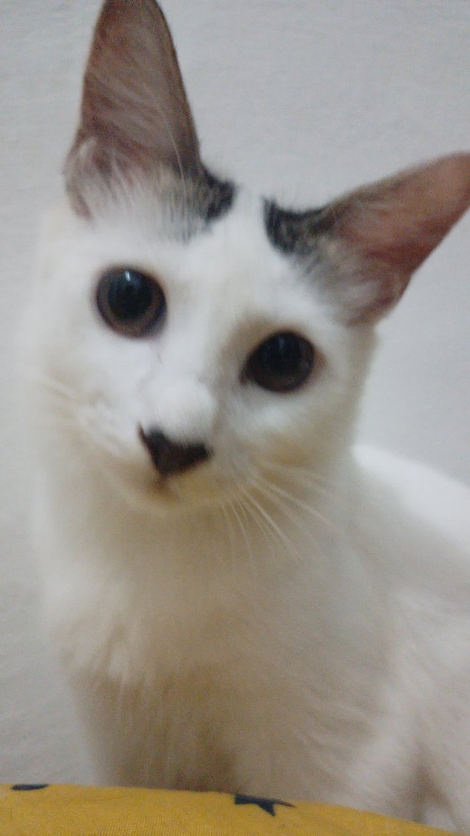 realpark__'s tweet photo. please bantu like and rt.
kucing ku darii siang hilang sampe sekarang blm balik² ke rumah. buat kalian yg di daerah mampang-durtig klo liat kucing yang ini tolong dm aku yaaa, dm dari kalian berarti bgt buat aku🥺🥺🥺🙏🙏🙏 https://t.co/KCuH4FTQbT