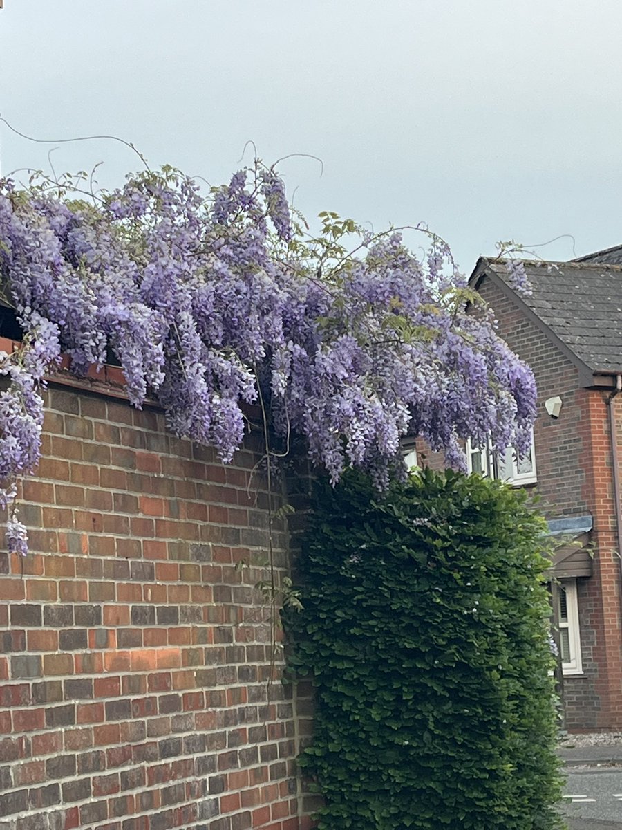 Sally Jarrett tweet media