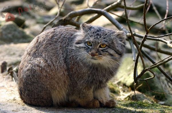 ManulEveryHour's tweet photo. #manul #pallascat #マヌルネコ https://t.co/cQFxt7RE8O