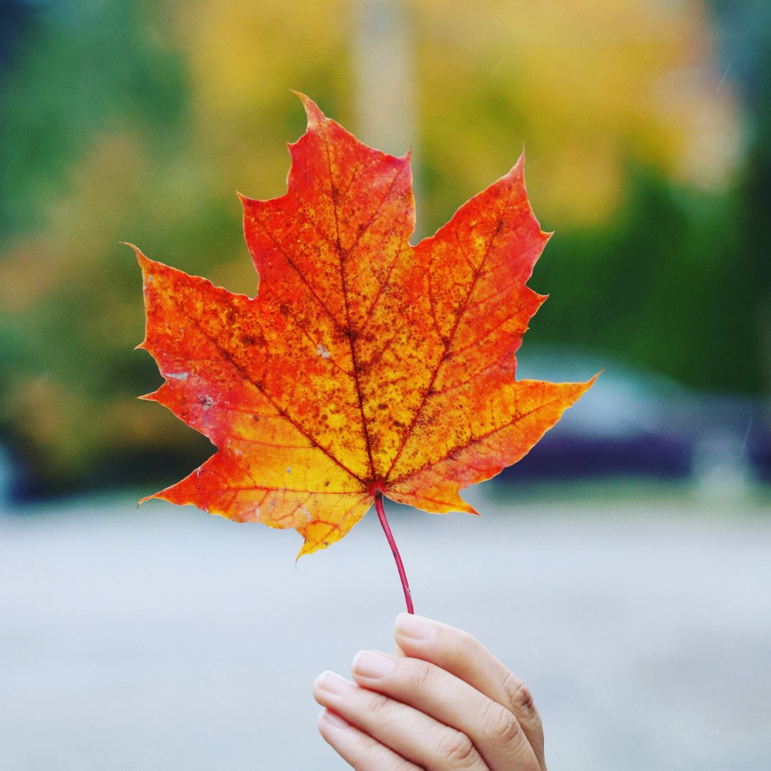 Maple Leaf Meds tweet media