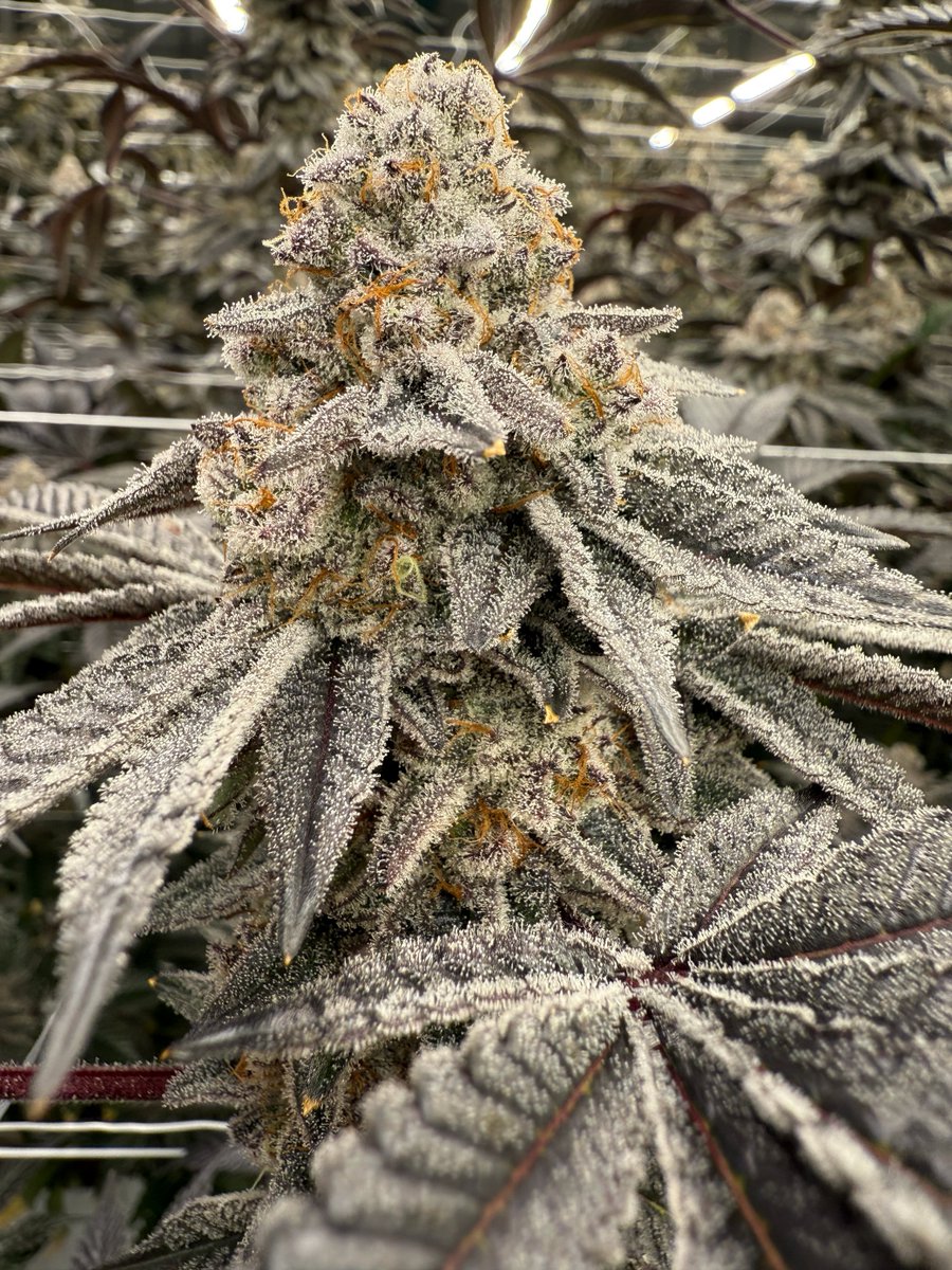 🍒 New Strain Alert – CHERRIOS!
A cross of Cereal Milk x Trop Cherry.  Think juicy cherry, bright citrus, and a hint of cream. 😌Whether you’re easing into the day or winding down, Cherrios delivers mellow, feel-good effects whenever you need them. 💨
#NewStrain #cherrios #Insa