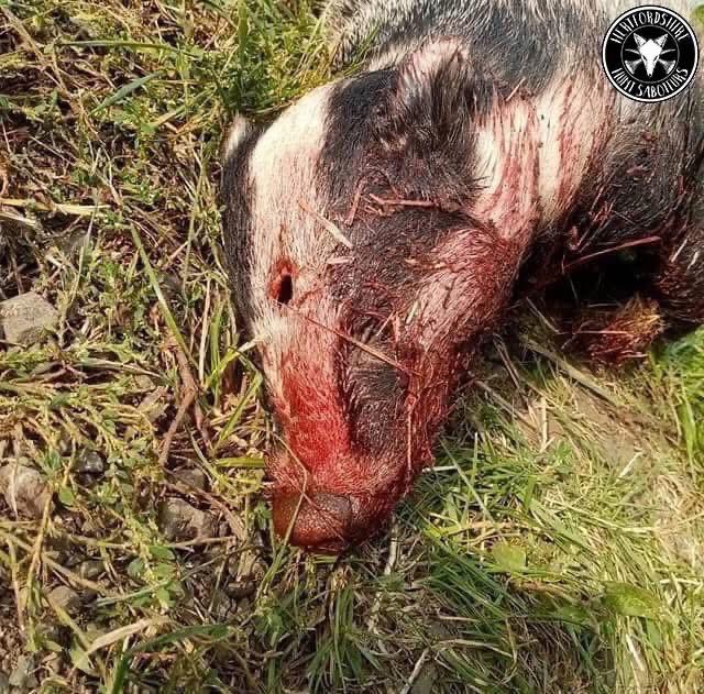 Hertfordshire Hunt Saboteurs (@hertshuntsabs) on Twitter photo petition.parliament.uk/petitions/7003β¦ petition.parliament.uk/petitions/7003β¦