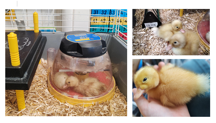 Stepgates School tweet media