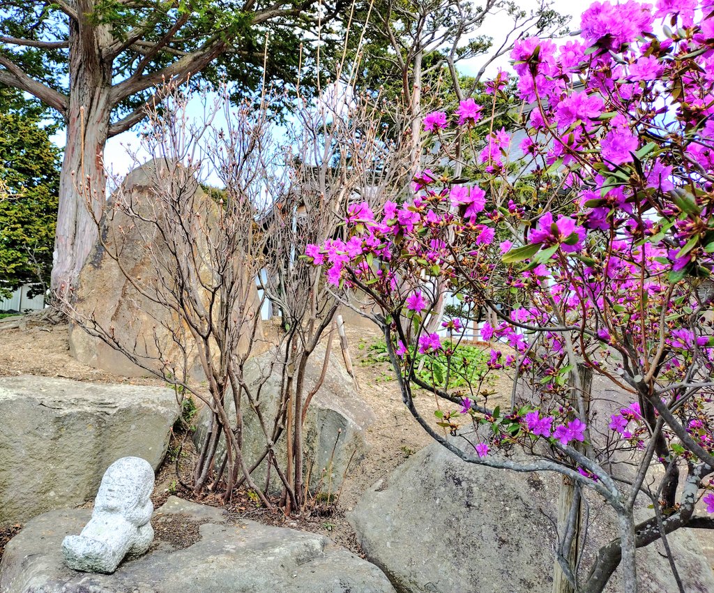 dosankoshii's tweet image. 遂に…1年で最も慌ただしい期間へ突入です🏃💨😱

暫く浮上出来ないかもですが😭
忘れないでくださいね🥲

北海道オホーツクにも
春が来た🤗🌱🌱🌱

桜は来週かなぁ…🌸🌸🌸

夜はゆっくりお休みくださいね😊💕

youtu.be/OvHNZHKhhZM?si…

#北海道
#springhascome
#flowers