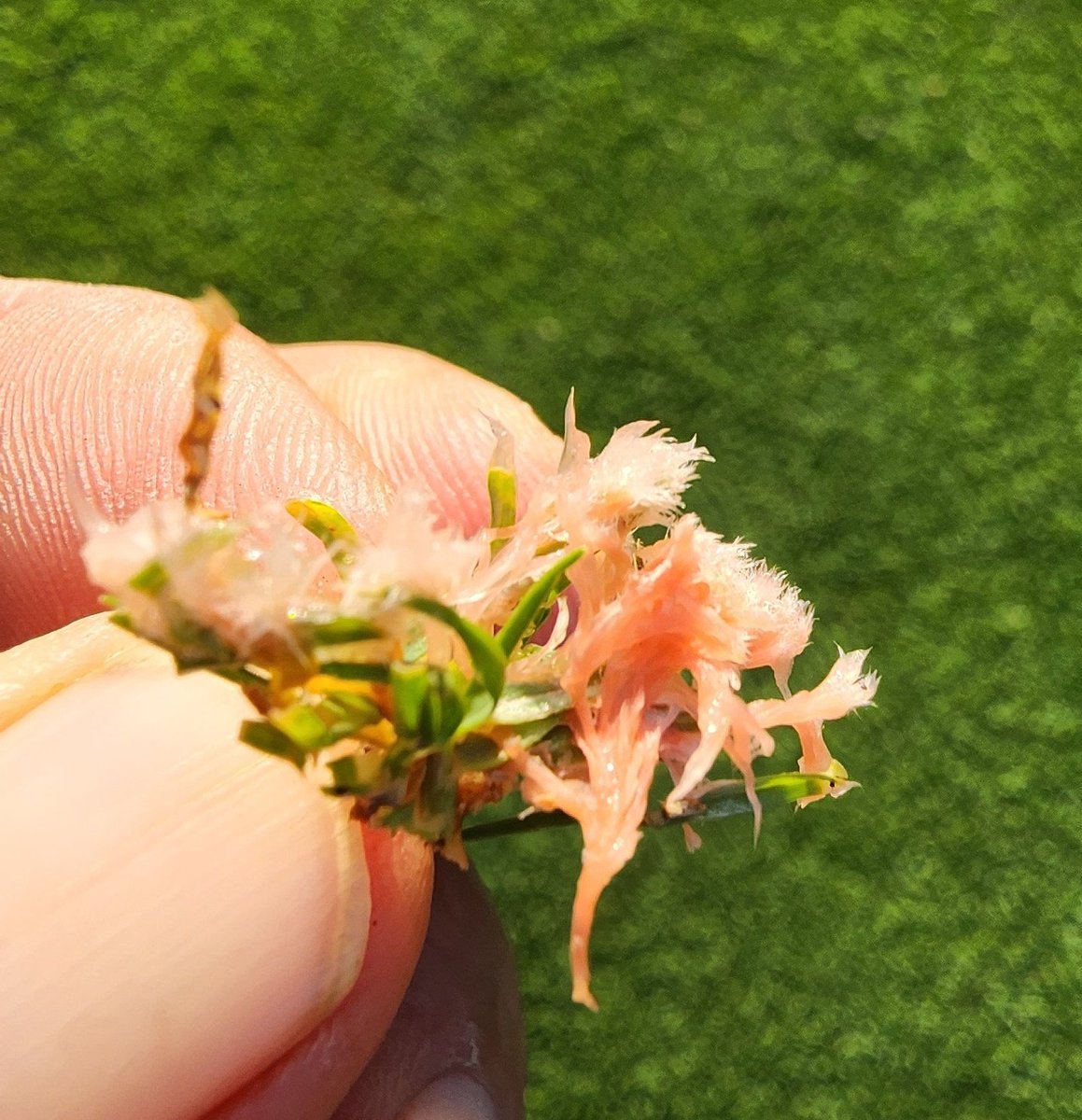 Jimmy Alston tweet media