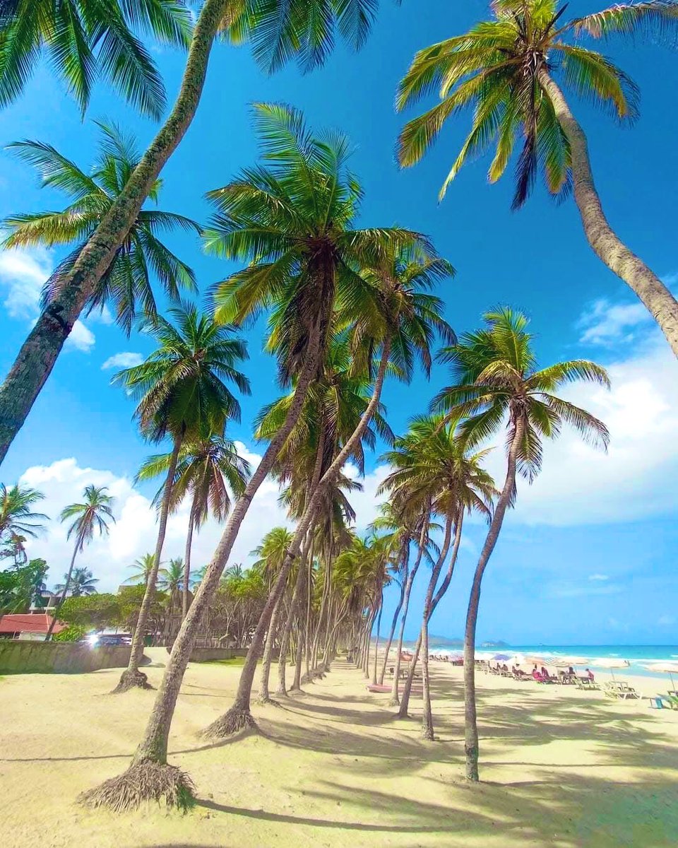 GianlucaCoccon1's tweet photo. Maravillosa 
PLAYA EL AGUA Isla de Margarita VENEZUELA 🇻🇪🇻🇪🇻🇪🇻🇪🇻🇪🇻🇪🇻🇪🇻🇪🇻🇪🇻🇪🇻🇪🇻🇪
📸 @Turisteandoando https://t.co/A4Qrp3uHfd