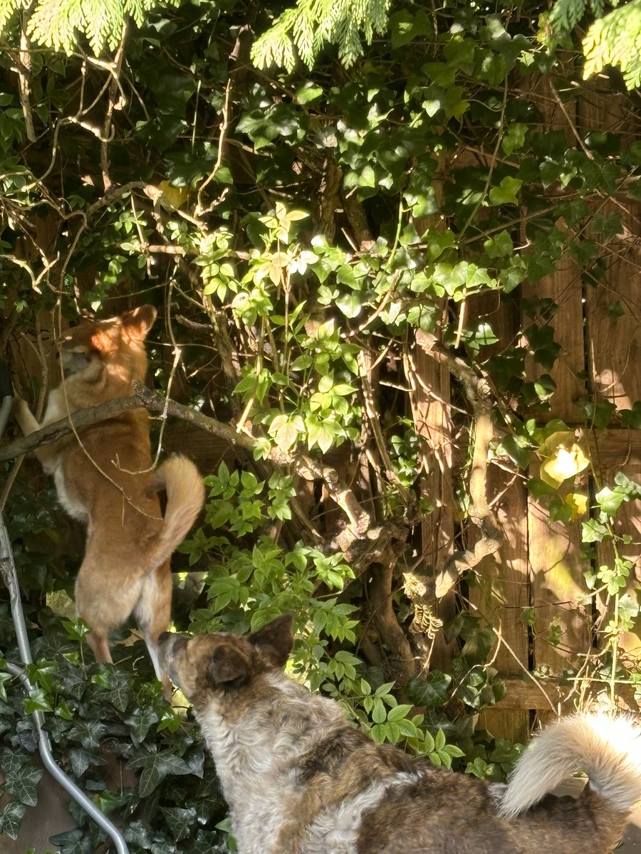 Rommies can climb 😂