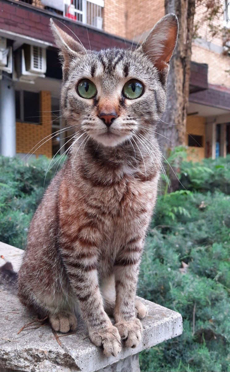 IcaJeje's tweet photo. Da li bi neko divan da usvoji ovo malo srce. Ima oko 7 meseci. Ociscena od parazita, sterilisana, naucena na pesak. Sada zivi u zgradi kod komsinice ali ce morati na ulicu posto se komsije vec bune. Divna je I preumiljata. Udomljava se iskljucivo za zivot u stanu. U Beogradu smo https://t.co/UAb8xV2n9N