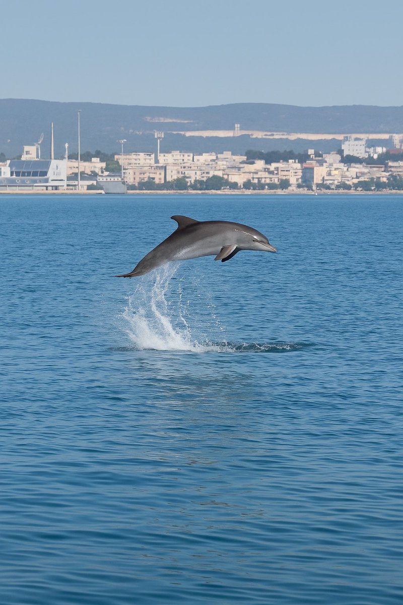 Made in Taranto © tweet media