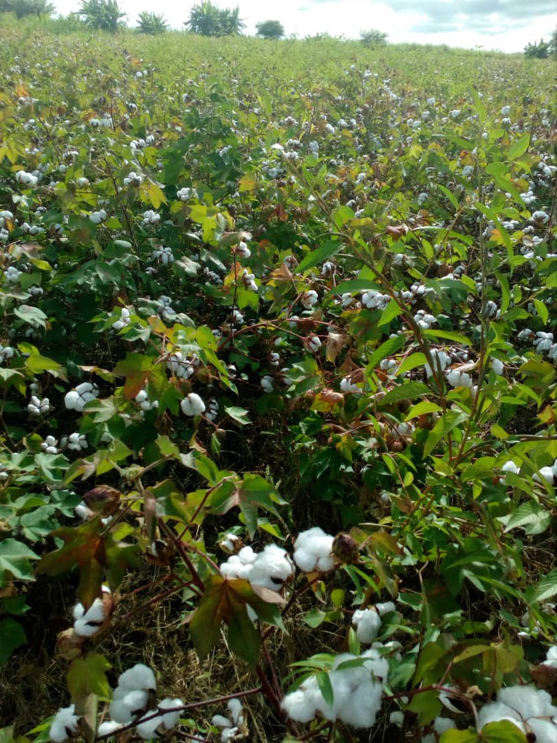 #FieldUpdate
Mahuwe farmer just picked 17 bales in one go with 6 hectares still being picked, they’re on track to surpass 50 bales. 
#TransformingCommunities