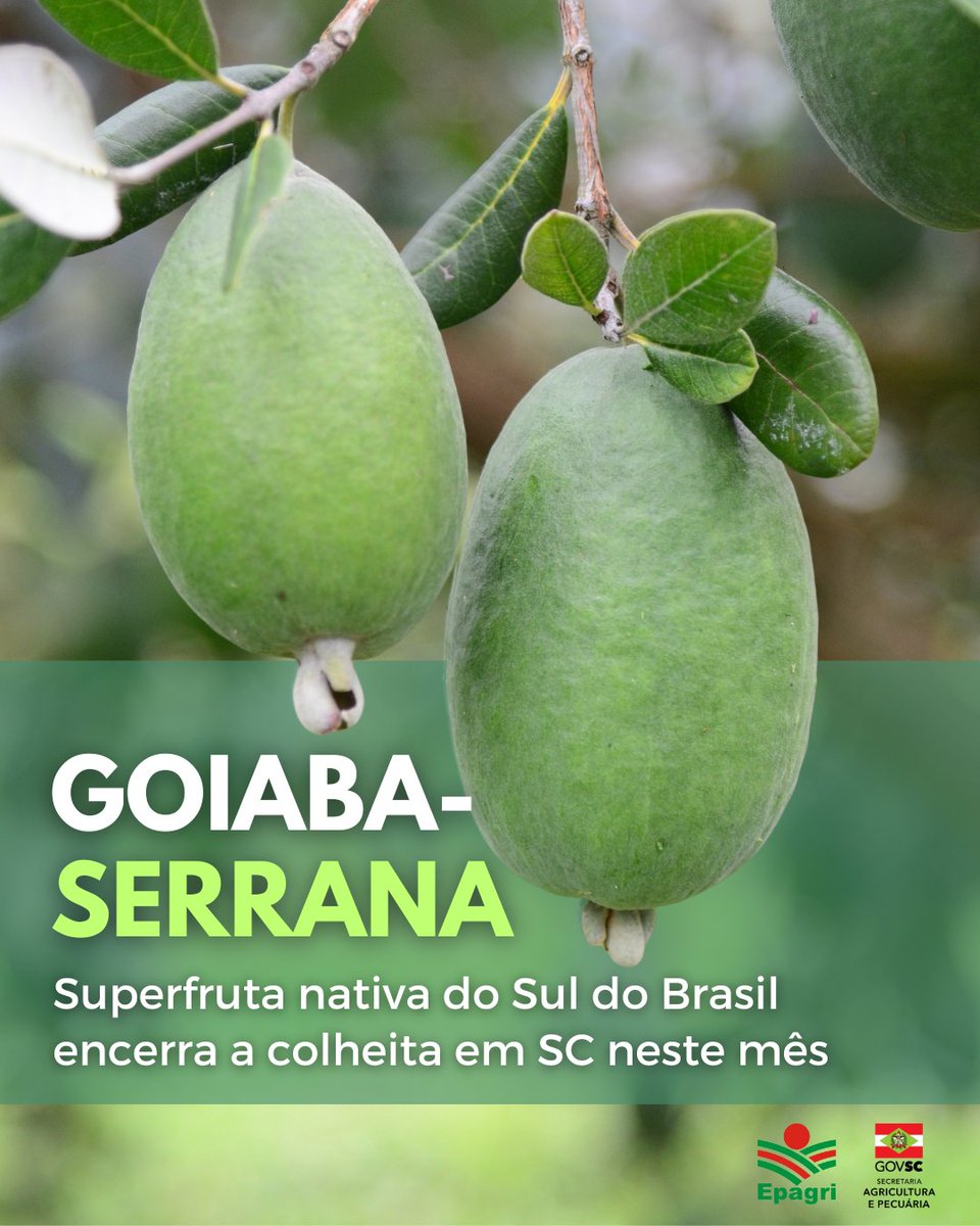 🤔Você conhece a goiaba-serrana? Apesar do nome, ela não tem gosto de goiaba!

🌳Essa fruta nativa do Sul do Brasil tem sabor mais ácido, a polpa gelatinosa (se come de colherinha), e a casca verde mesmo quando está madura!

👉 Leia aqui: x.gd/hKXwK
 
#goiabaserrana