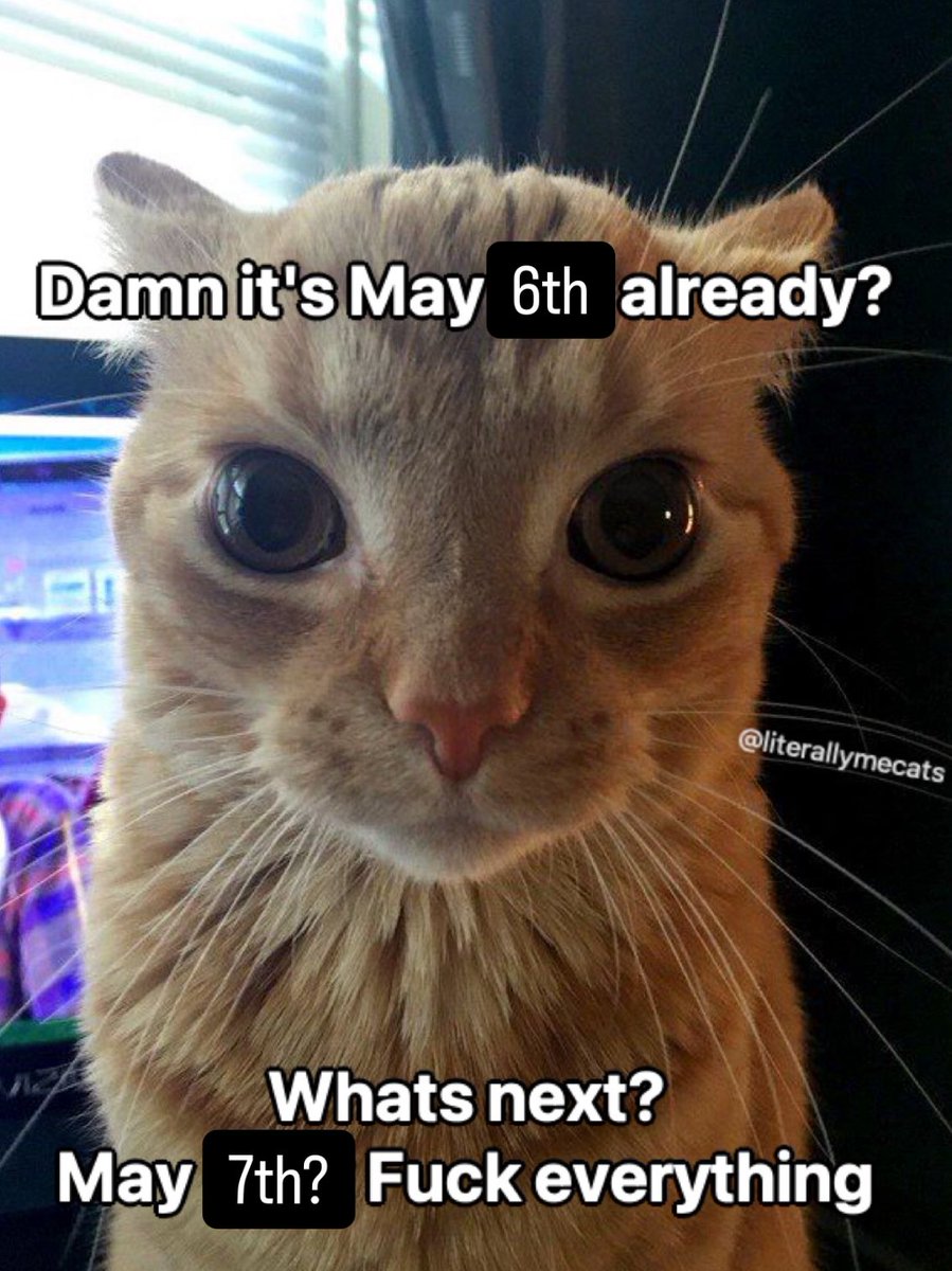 LiterallyMeCats (@literallymecats) on Twitter photo 