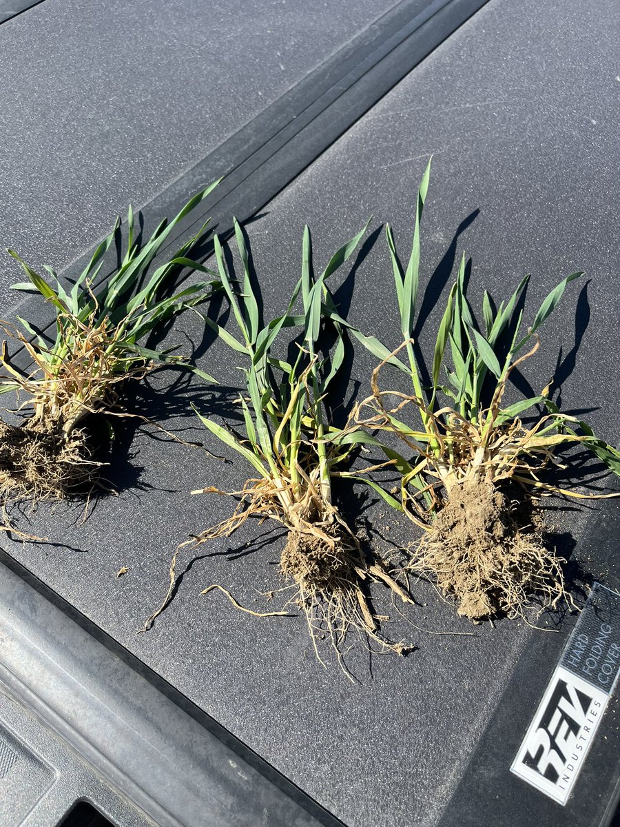 Tadeus fall triticale, slower start vs fall rye but silage can be about 1 week later vs fall rye spreading out workload.
Huge silage numbers!
stampseeds.com/tadeus-winter-…
A few patchy spots in this field.
#WestCdnAg