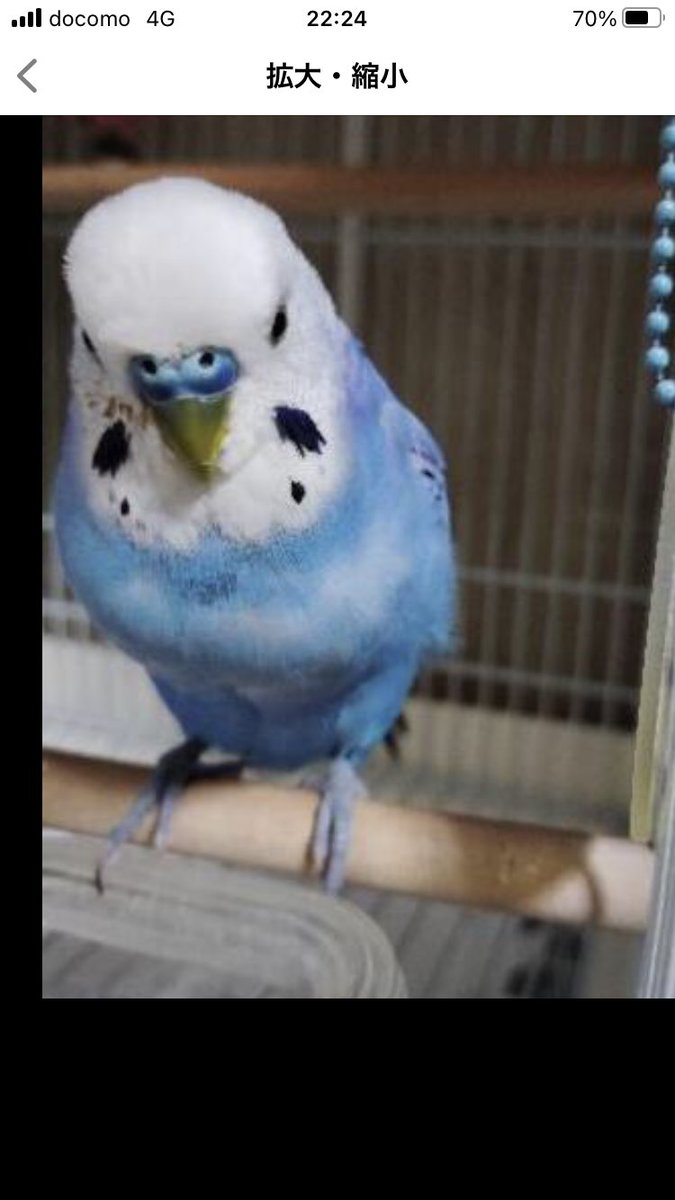 fumiaki2354's tweet photo. 2025.5.5の15時頃、
①場所:
大阪市生野区小路東付近
②インコが飛んでいってしまいました。
③人懐っこくぴーちゃんと喋ります。保護して連絡ください。
どうかよろしくお願いします！
＃コンカフェ営業　＃迷い鳥＃大阪 https://t.co/128uZTvhf3