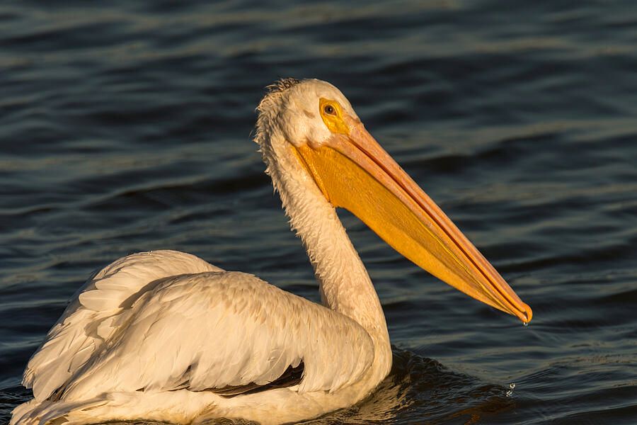 American White Pelican In the Morning Light by Debra Martz fineartamerica.com/featured/ameri…

#White #Pelican #drifting #lake #water #birds #aves #avian #BirdLovers #featheredFriends #ornithology #photography #PhotographyIsArt #BuyIntoArt #AYearForArt