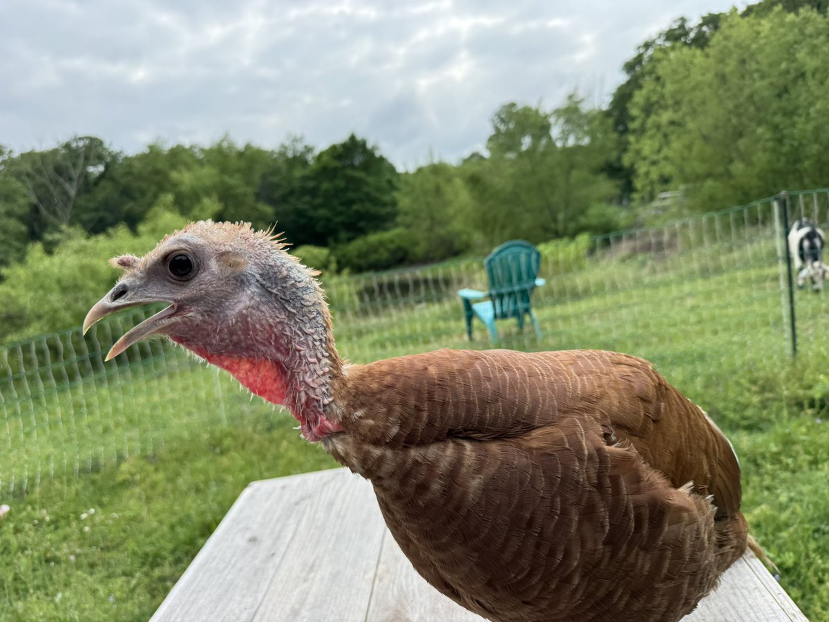Good morning my beautiful friends, 

Happy Tuesday!

Fanny the turkey says “ even though I’m ugly, I’m way prettier than liberals!”

I pray everyone has a wonderful day!