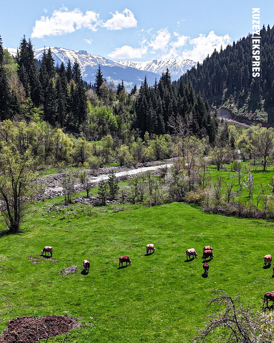 Artvin'in 'sakin şehir' unvanlı Şavşat ilçesi, doğal güzelliği, gölleri, ahşap mimarisi, milli parkları, kendine özgü kültürel yapısı ve tarihi eserleriyle dikkati çekiyor. Kışı çetin geçiren ilçede ilkbaharla birlikte havaların ısınmasıyla doğa yeşermeye başladı. Her mevsim ayrı