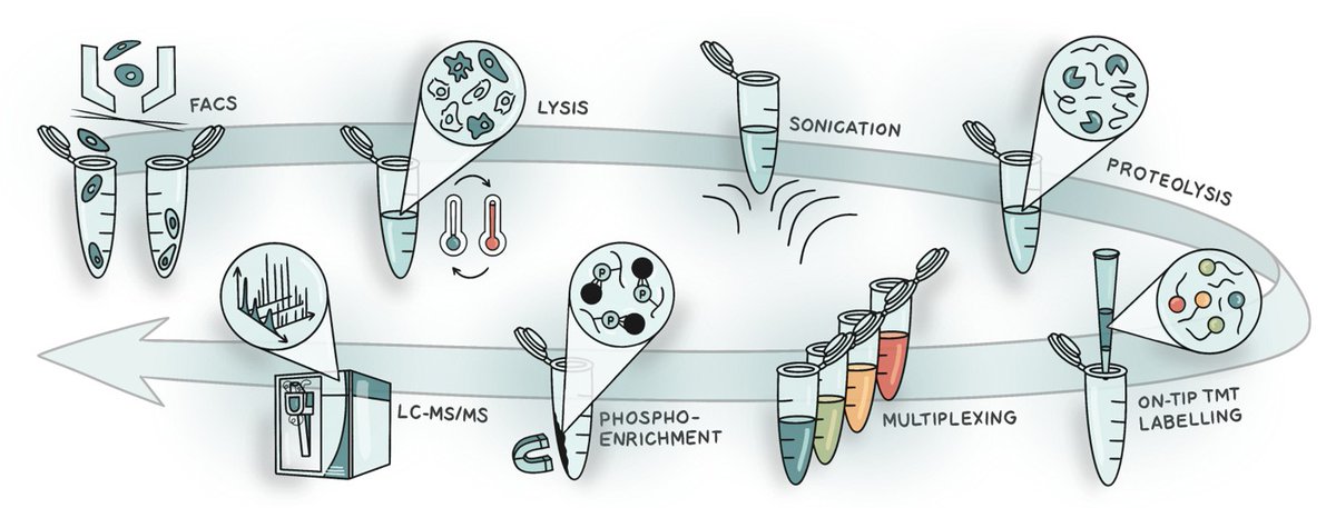 Silvia Surinova (@supersurinova) on Twitter photo SPARCE is out!🎉 A new workflow for Multiplexed phosphoproteomics of low cell numbers rdcu.be/ejrte, co-led by <a href="/EmilyGaizley/">Emily Gaizley</a> and Xiuyuan Chen. See also Behind the Paper go.nature.com/3RYwsDz for main take-aways. Thanks to <a href="/uclcancer/">UCL Cancer Institute</a> and <a href="/CRUKCOLcentre/">CRUKCOLcentre</a> for support. SPARCE is out!🎉 A new workflow for Multiplexed phosphoproteomics of low cell numbers rdcu.be/ejrte, co-led by <a href="/EmilyGaizley/">Emily Gaizley</a> and Xiuyuan Chen. See also Behind the Paper go.nature.com/3RYwsDz for main take-aways. Thanks to <a href="/uclcancer/">UCL Cancer Institute</a> and <a href="/CRUKCOLcentre/">CRUKCOLcentre</a> for support.