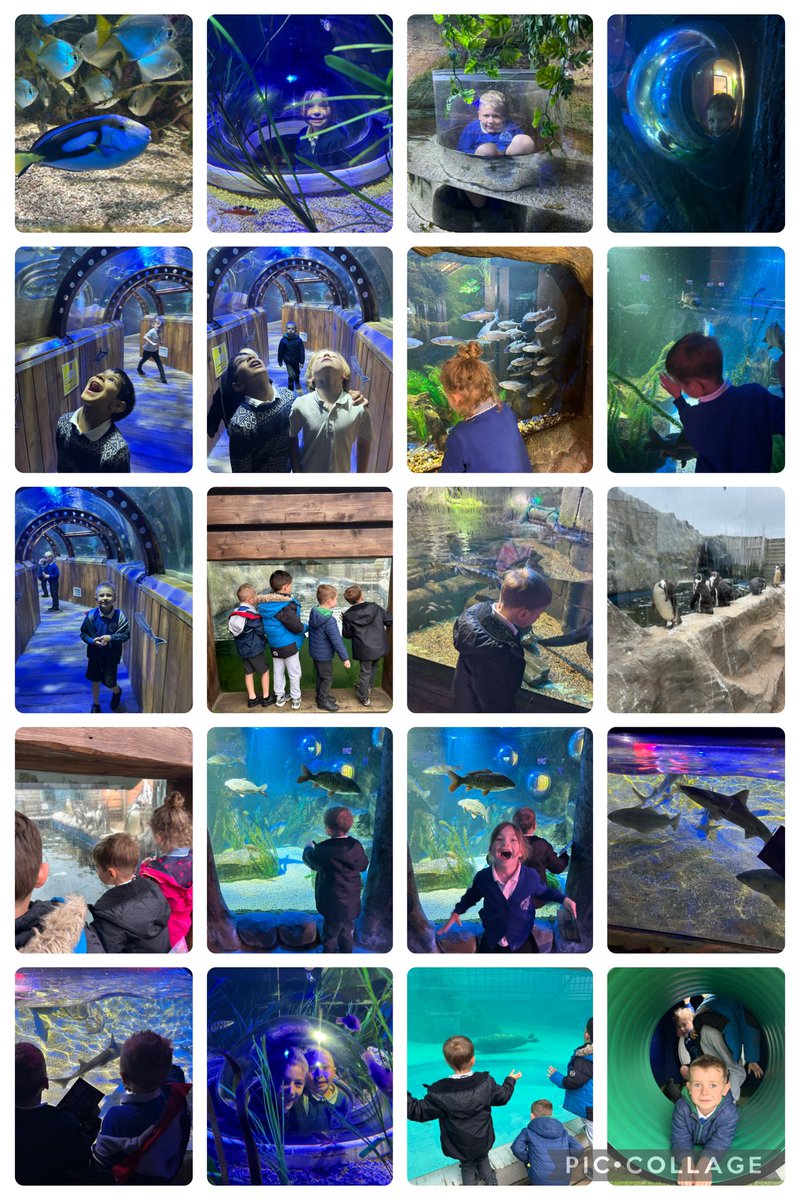 Astley Primary Lions (@astley_primary1) on Twitter photo What a wonderful day! The Lions and Tigers went to the Sea Life Centre and had the best time! 🌊🐠🐟🐡 #adventure #fun #learning <a href="/Astley_Primary/">Astley Primary School</a> What a wonderful day! The Lions and Tigers went to the Sea Life Centre and had the best time! 🌊🐠🐟🐡 #adventure #fun #learning <a href="/Astley_Primary/">Astley Primary School</a>
