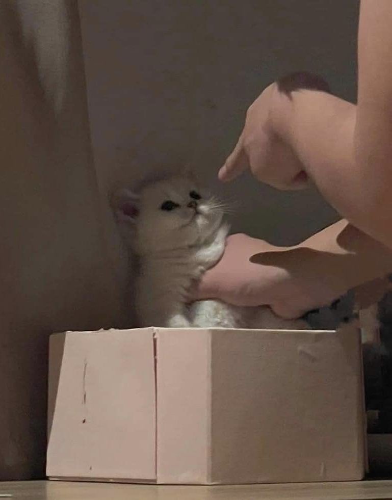 คัยแอบแม่จ๋ากินปาทูในตู้เย็น