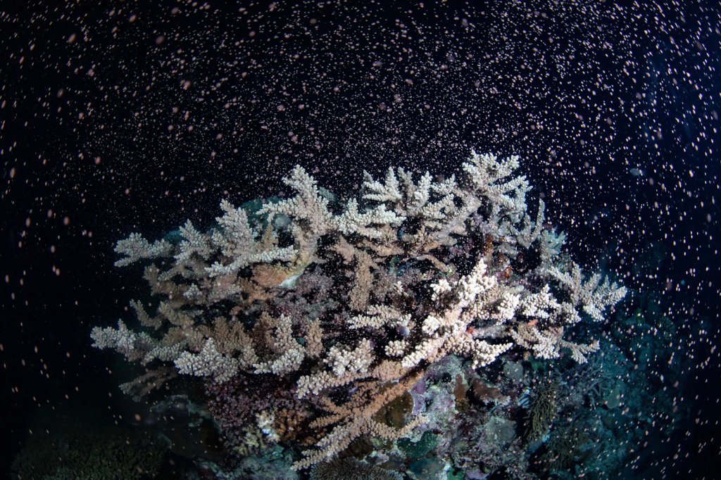 ICRSreefstudent's tweet image. A #Reefbite of info here for you to read!

Casting in the Moonlight: how do #lunar #clocks control #coral #spawning?

By @OrlandoTimmerm1

Blog here --&amp;gt; shorturl.at/1vtvk