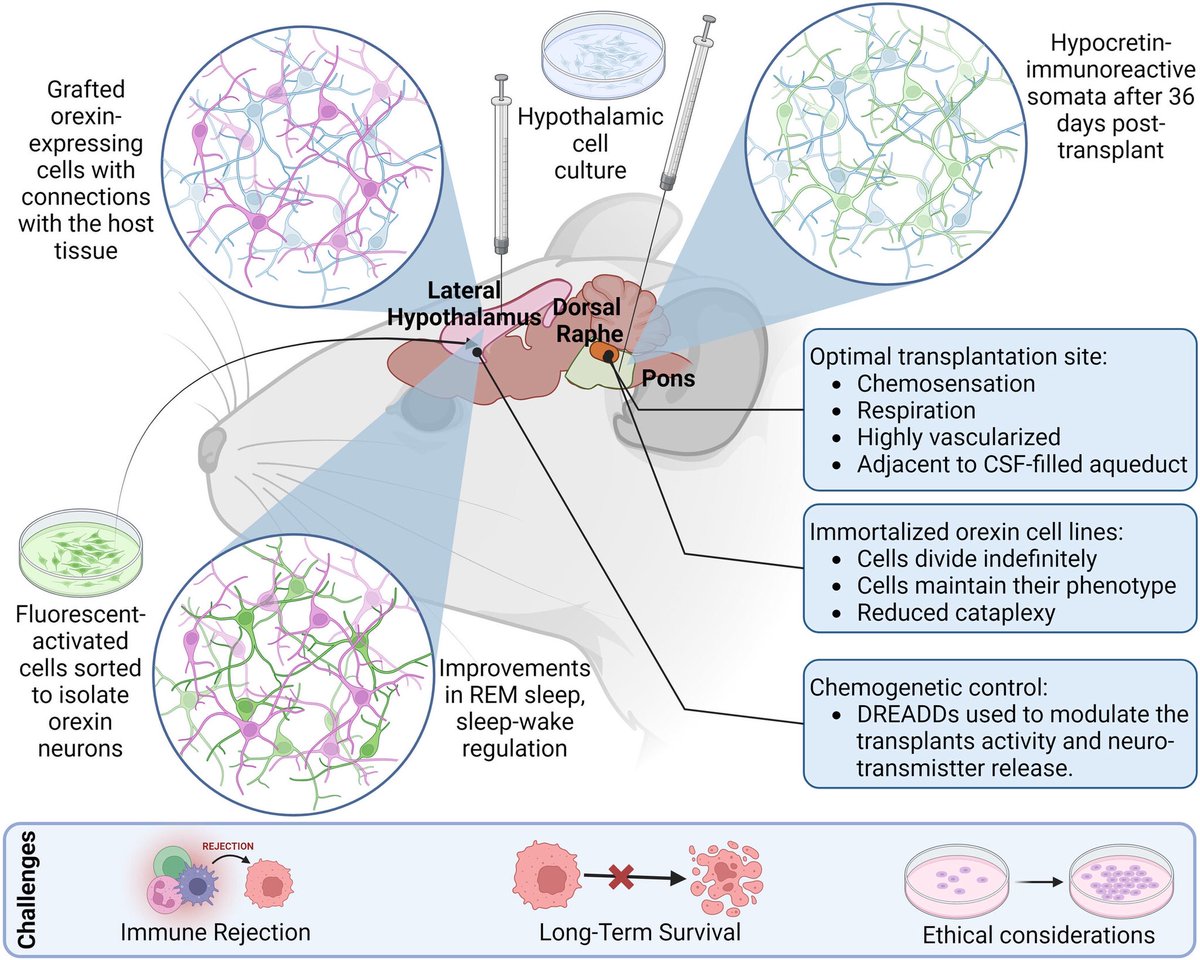 OACerebro's tweet image. Narcolepsy = orexin loss in the brain. Can orexin cell transplants fix it? 🧠💉 Promising results, but challenges remain. A future cure may be closer than we think. 🌙✨ #SleepScience #Narcolepsy 

onlinelibrary.wiley.com/doi/full/10.11…