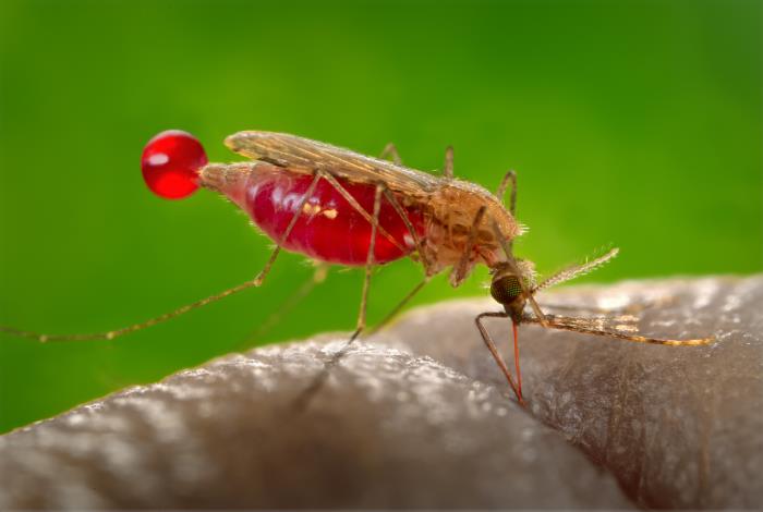 Outreach Network for Gene Drive Research (@genedrivenet) on Twitter photo A new study by researchers from <a href="/transm0/">transmissionzero</a> <a href="/imperialcollege/">Imperial College London</a> describes a promising #genedrive for #malaria control combining both suppression and modification approaches. 🔬🧬🦟
📷| <a href="/CDCgov/">CDC</a>
➡️nature.com/articles/s4146… A new study by researchers from <a href="/transm0/">transmissionzero</a> <a href="/imperialcollege/">Imperial College London</a> describes a promising #genedrive for #malaria control combining both suppression and modification approaches. 🔬🧬🦟
📷| <a href="/CDCgov/">CDC</a>
➡️nature.com/articles/s4146…