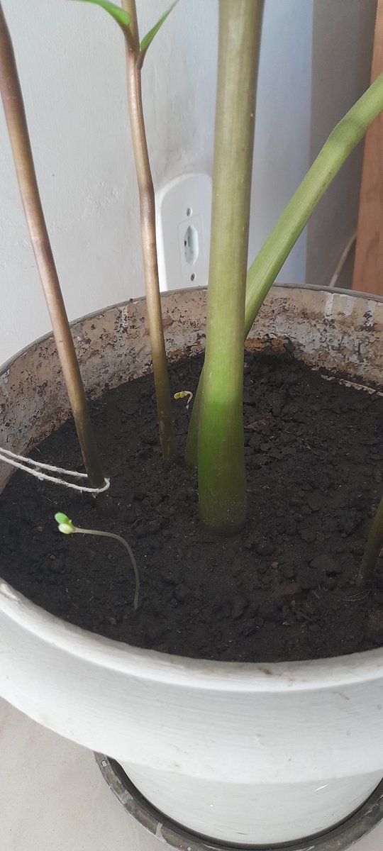 Joguei 3 sementes de pren na terra da minha zamioculca e 2 vingaram 😊😁🌿