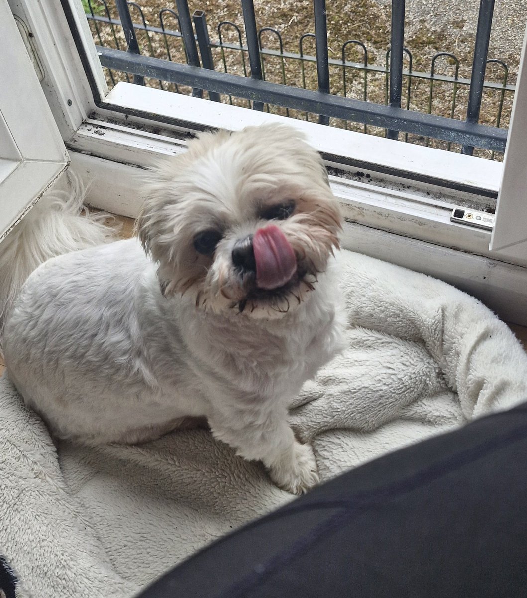 Happy #tot! 🥰 #toungeouttuesday