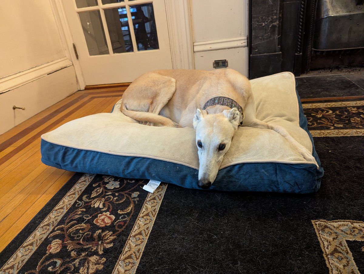 I've had breakfast. I've shed all over Momma's weaving. I've bullied T.S. for no discernable reason. 👍👍 Time for a rest!