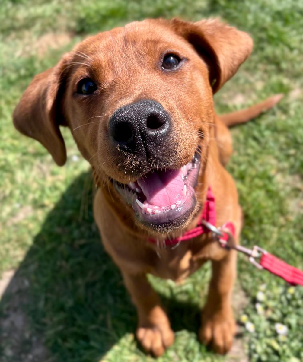 Who’s got the best Tongue Out Tuesday face? 🐶👅 Meet Comet, one of our future Autism Assistance Dogs in training!

 Learn more about our life-changing pups here:

 autismassistancedogsireland.ie

#TongueOutTuesday #TOT #TongueOut #TeamAADI #FutureHero