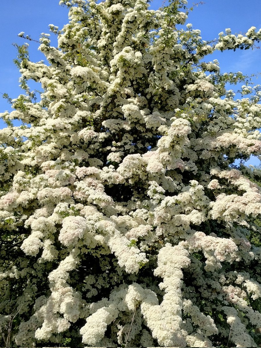 Want a shrub or tree with profuse scented flowers followed by red fruit? Sounds exotic, but it's actually the native 'common' hawthorn Crataegus monogyna. Ideal for hedging or as single specimen tree. Email or call for availability.
.
#native #hawthorn #scented #hedging #tree