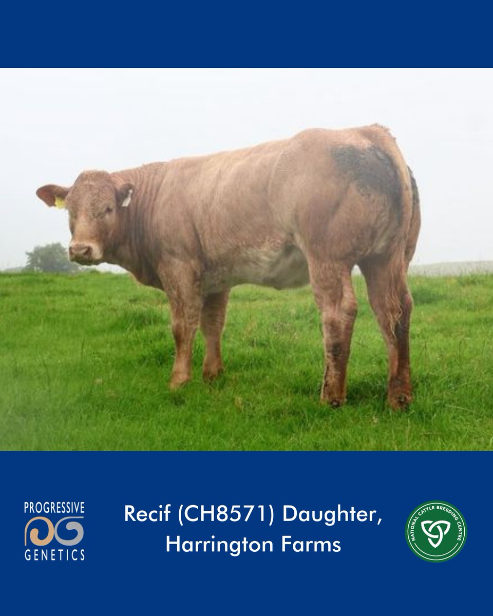 🌟Recif (CH8571) 🌟

✅ 5 Star Terminal bull; excellent option for farmers breeding weanlings and/or finishing cattle.
✅ Progeny have exceptional weight gain, trait leader for Carcass Weight.
✅ Average Calving, exceptionally Short Gestation.