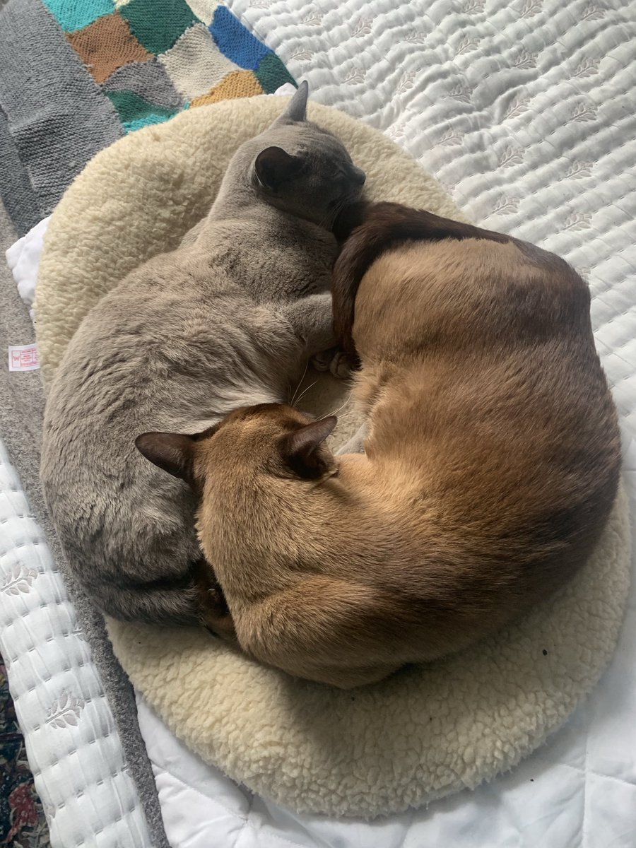 Oh no ⁦<a href="/MrMoustacheCat/">Moustache Cat</a>⁩. We missed #mogyog #curl! Staff were too busy with this Bank Holiday malarkey to do their real work. If it’s not too late here’s one of both of us. Promise that we’ll be ready for next month.