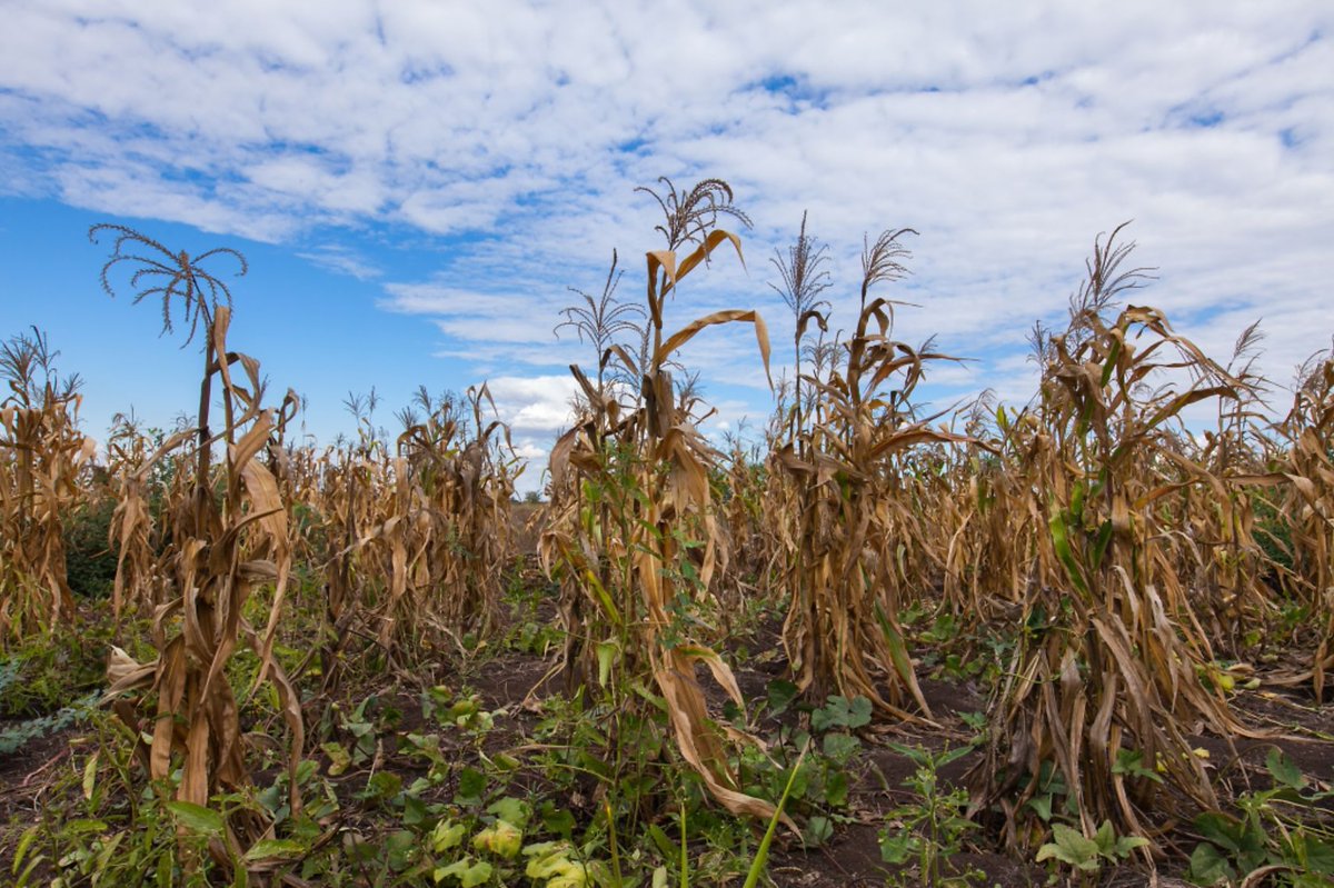 Yale School of Medicine (@yalemed) on Twitter photo A YSM and <a href="/penn_state/">Penn State</a> study linking #environmental factors like #rainfall to growth outcomes in #infants in Uganda has global implications for young families dealing with climate-related food insecurity. Learn more here: brnw.ch/21wSrGp A YSM and <a href="/penn_state/">Penn State</a> study linking #environmental factors like #rainfall to growth outcomes in #infants in Uganda has global implications for young families dealing with climate-related food insecurity. Learn more here: brnw.ch/21wSrGp