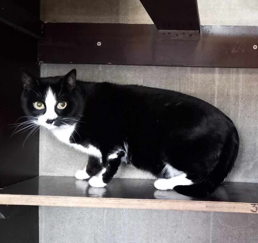 Diesel zoekt een huisje met lieve geduldige mensen die hem het vertrouwen in de mens teruggeven 😻
#Ikzoekbaas 
ikzoekbaas.dierenbescherming.nl/asieldier/katt…