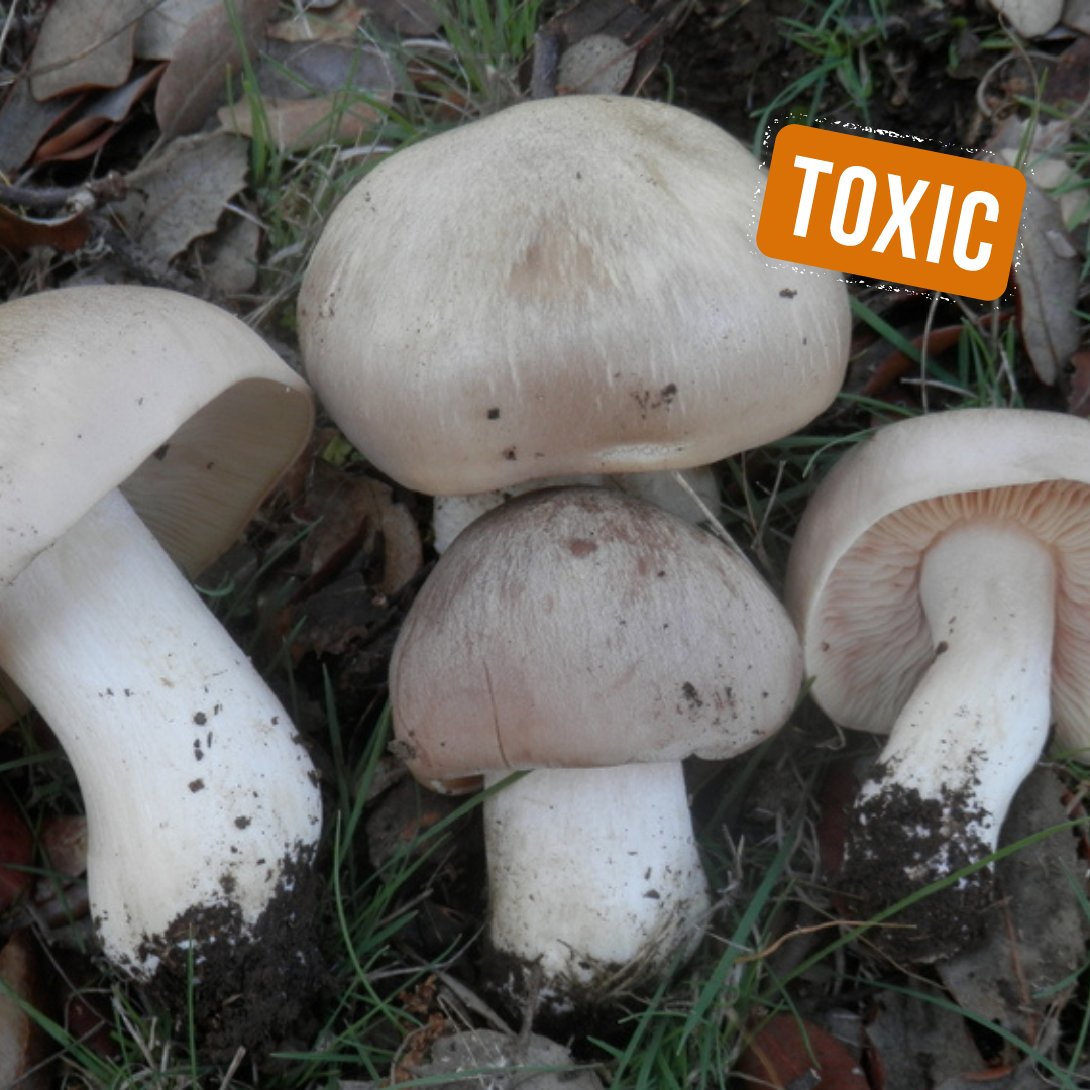 Hoy te enseñamos a identificar la #seta engañosa o pérfida, une especie tóxica que puede confundirse con el perrechico👀⚠️

🍄🔍Se reconoce por sus láminas rosa salmón en ejemplares adultos y la esporada rosa. Fructifica en bosques de castaño, haya, o encina, sobre #suelos ácidos