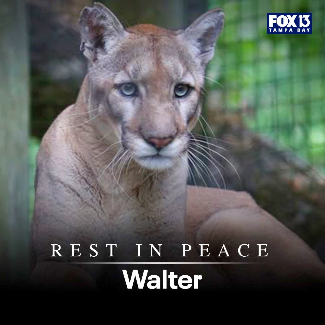 The Spirit of Lorenzo the Cat (@lorenzothecat) on Twitter photo Walter the endangered Florida panther taught many school children about the plight of our state's big cats while living at <a href="/ZooTampa/">ZooTampa at Lowry Park</a>. He was so regal and so loved. Rest well, dear buddy. Walter the endangered Florida panther taught many school children about the plight of our state's big cats while living at <a href="/ZooTampa/">ZooTampa at Lowry Park</a>. He was so regal and so loved. Rest well, dear buddy.